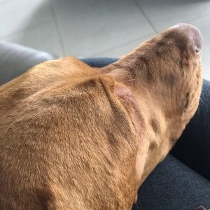 Meet your Posher, Sara